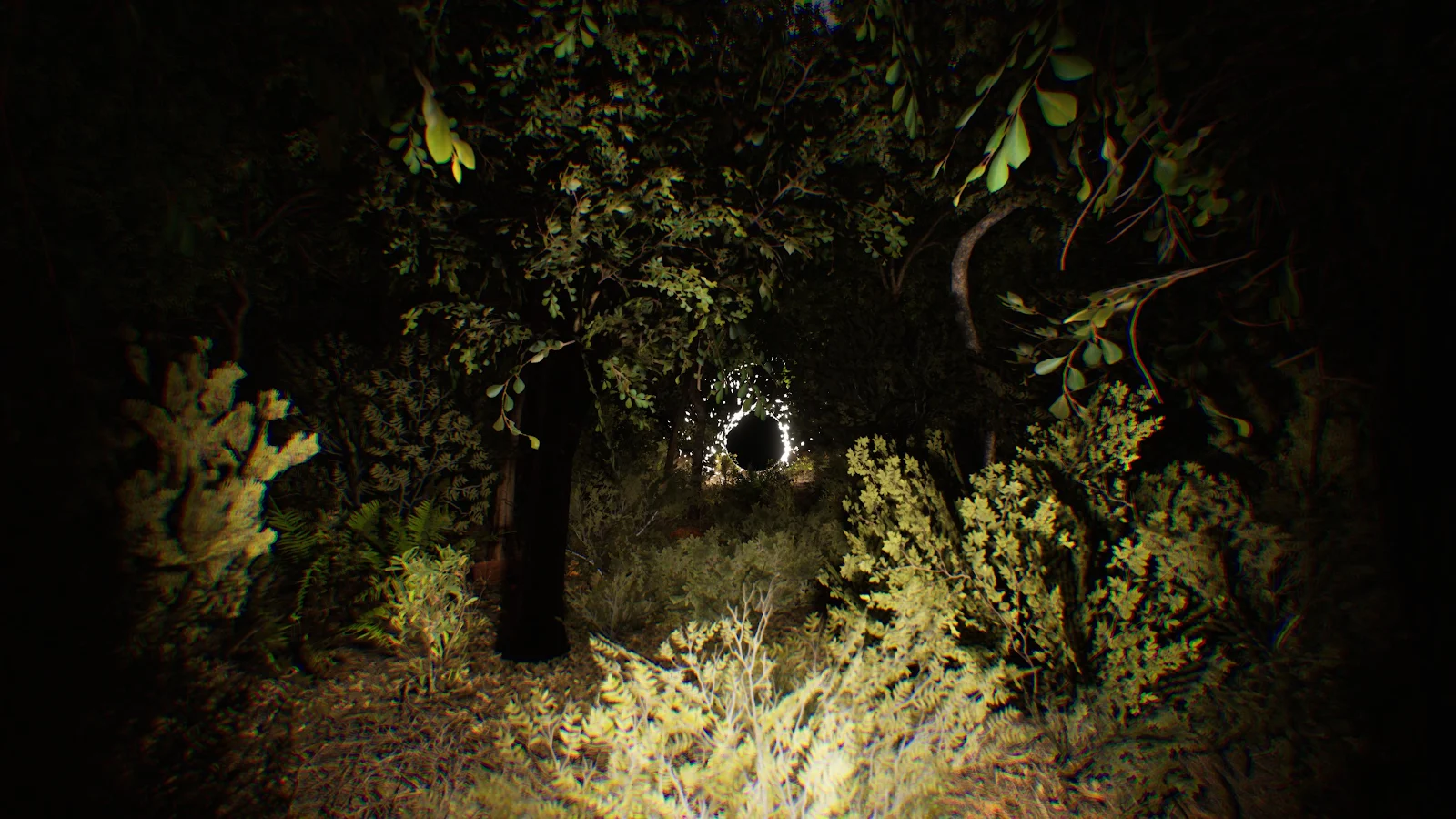 Dark Forest, Night Scene, Spooky, Nature 4K Wallpaper Background (4320x2430)