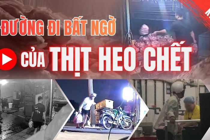 Điều tra: Thịt bẩn luồn lách đến bữa ăn - Kỳ 2: Heo chết được giao cho công ty suất ăn công nghiệp - Báo Pháp Luật TP.HCM