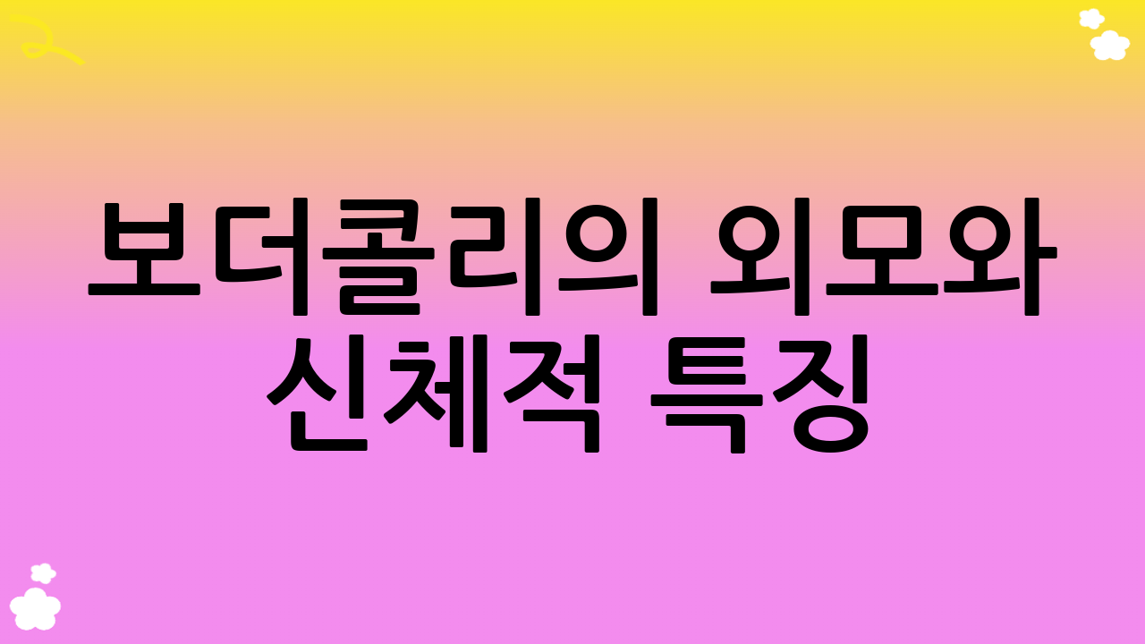 보더콜리의 외모와 신체적 특징