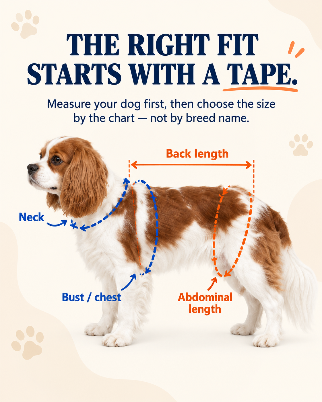 How to measure dog for harness