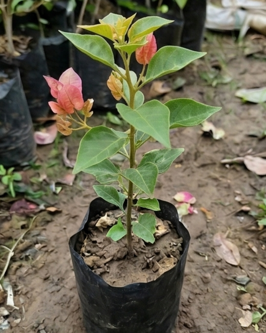 Imported Red September Bougainvillea Plant — view 6