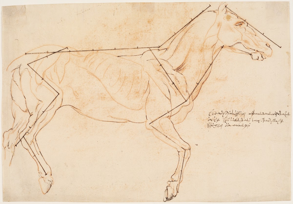 Anatomisk og proportionsstudie En hest