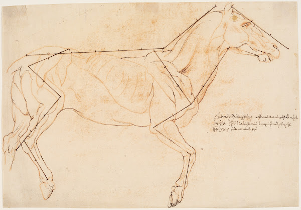 Anatomisk og proportionsstudie En hest