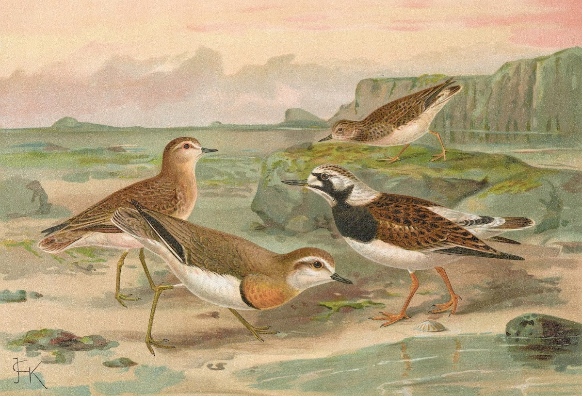Charadrius asiaticus Arenaria interpres