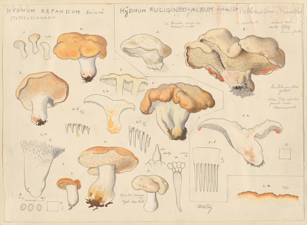 Hydnum repandum Hydnum fuligineo album 1915 1945