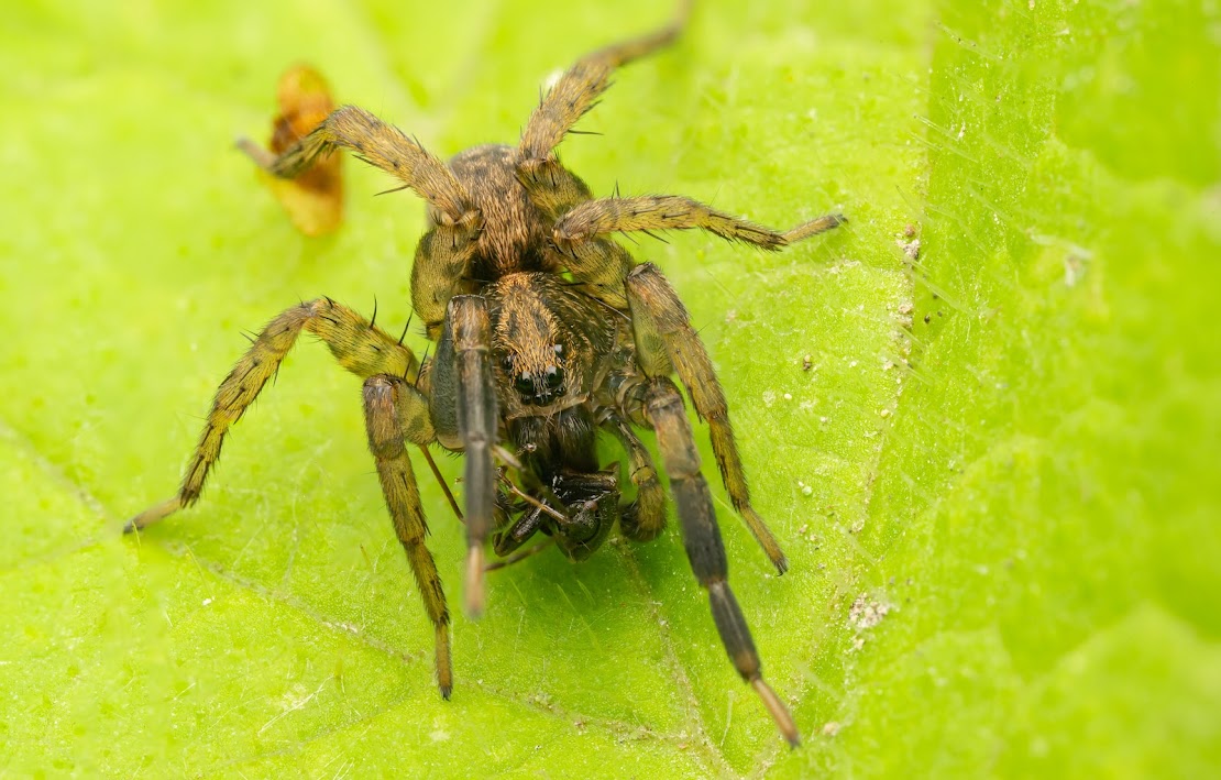 Trochosa terricola