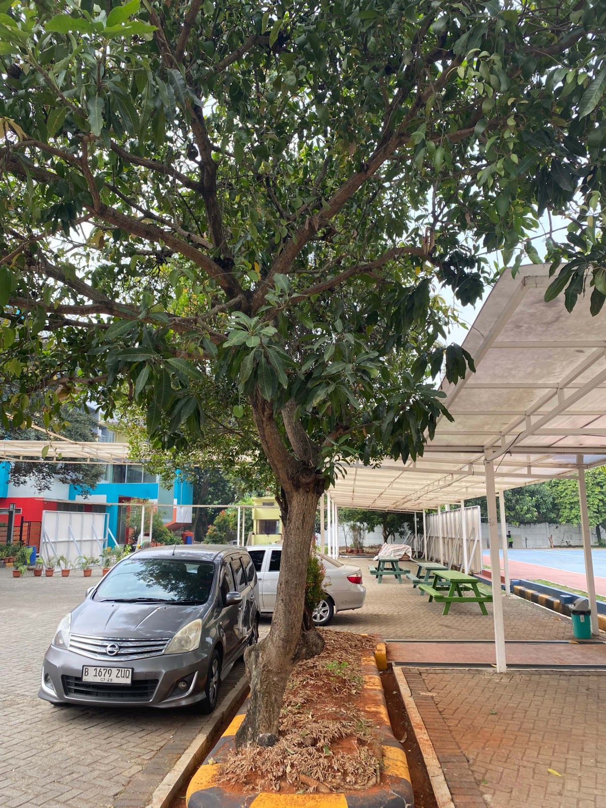 image of Mango Tree