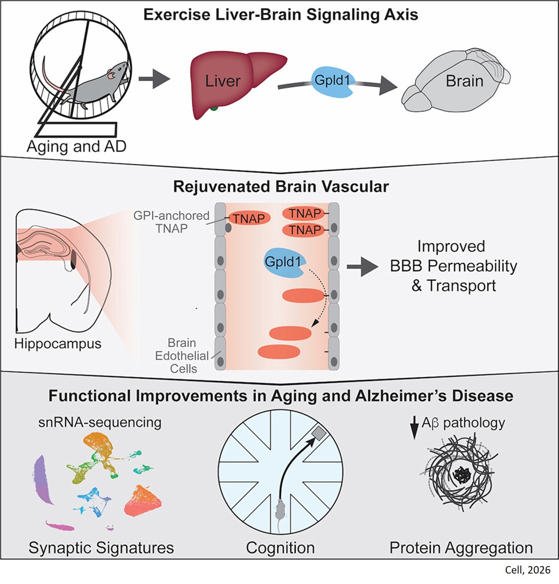 Liver exerkine reverses aging- and Alzheimer’s- related memory loss via vasculature
