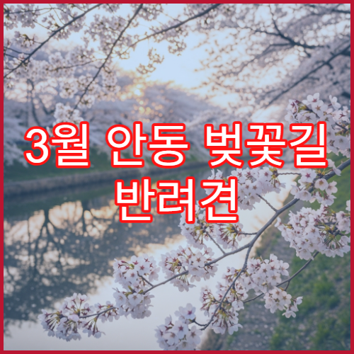 3월 안동 벚꽃길 반려견 동반 산책로 안전 코스 정리