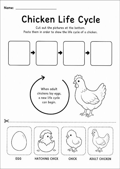 Chicken Life Cycle Worksheet