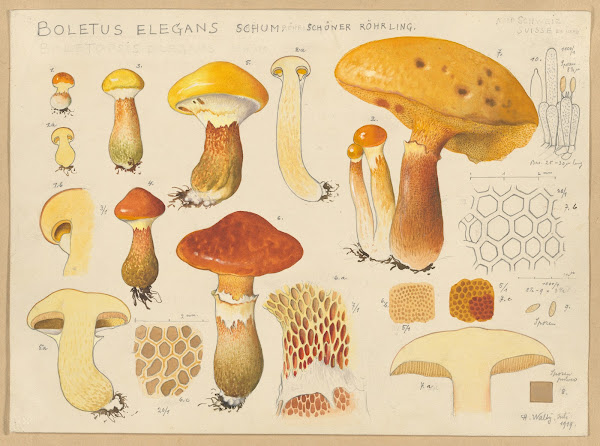 Boletus elegans Schum 1915 1945