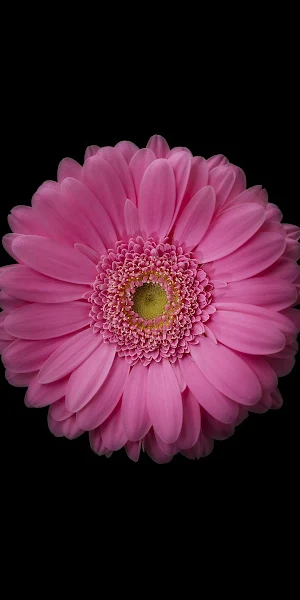 Gerbera Daisy, Pink Flower, Floral, Isolated 4K Wallpaper Background