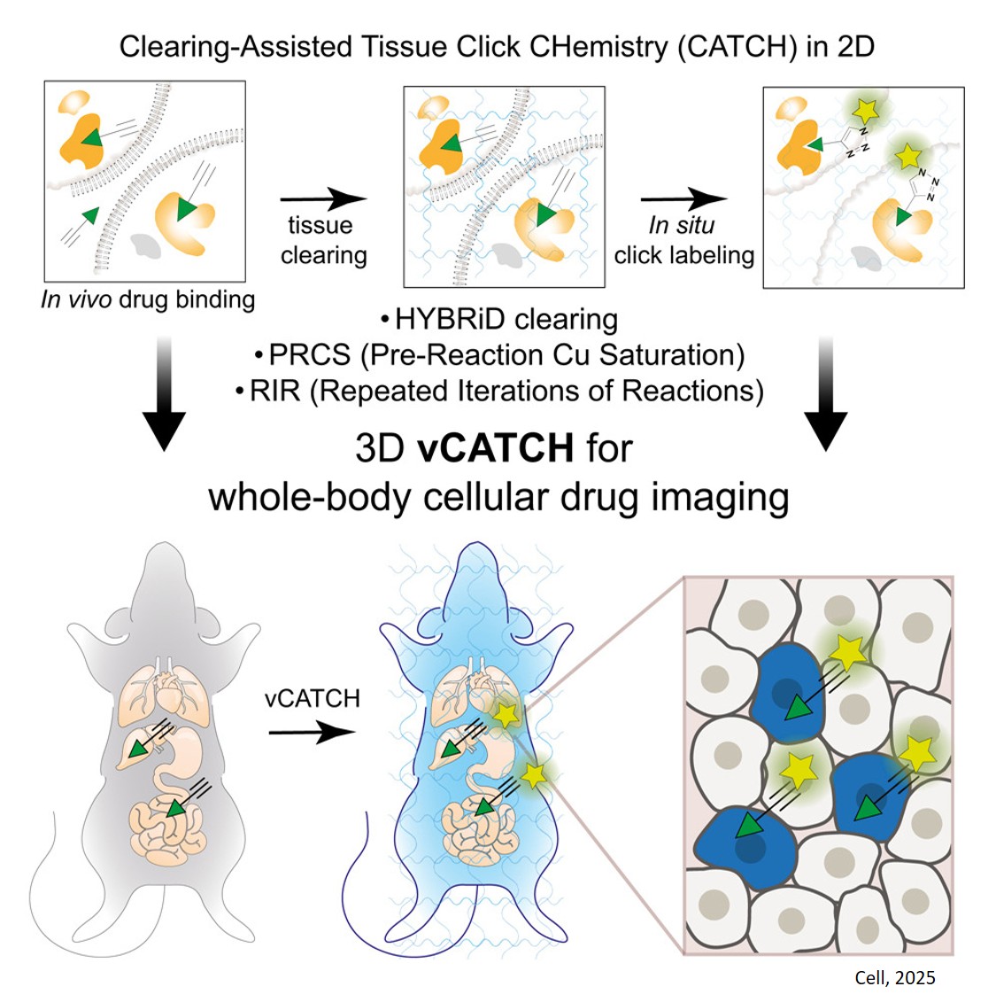 Mapping cellular targets of covalent cancer drugs in the entire mammalian body