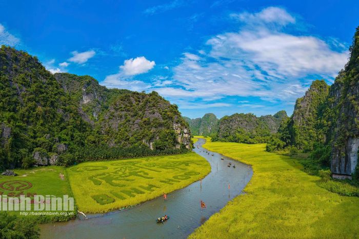 Cánh đồng Tam Cốc 2026: 'Thảm màu' rực rỡ trước ngày khai hội - Báo Ninh Bình