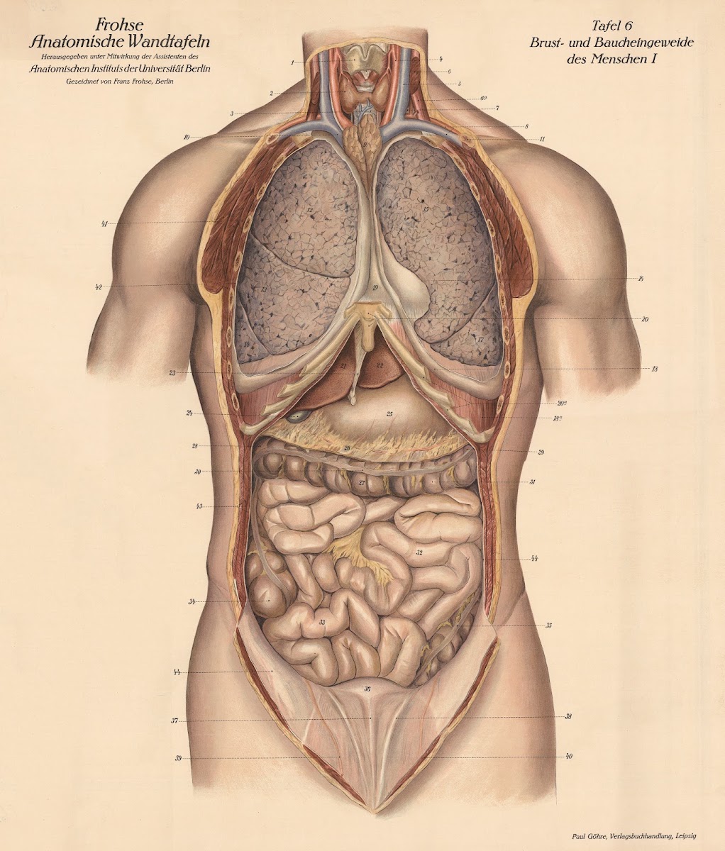Human chest and abdominal organs I 1900