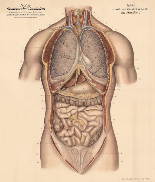 Human chest and abdominal organs I 1900