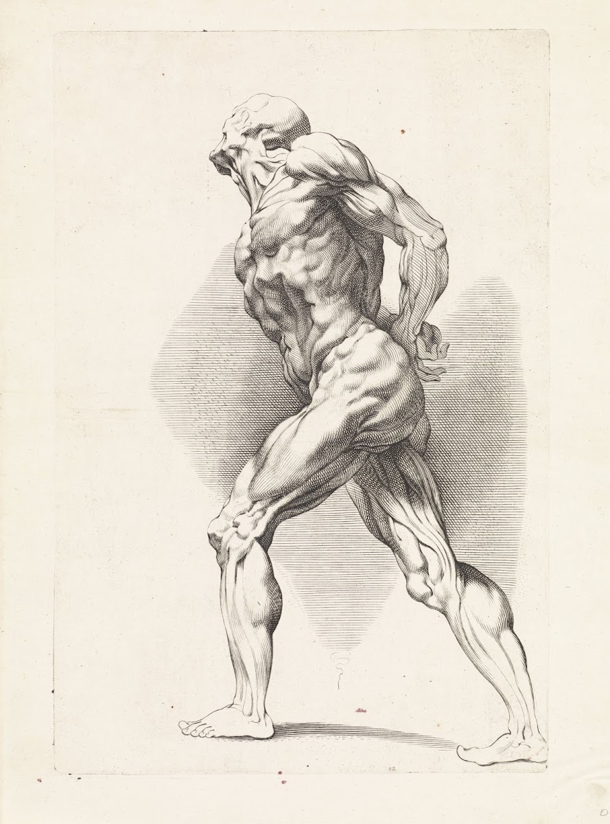 Anatomical study of a standing man 1616   1657