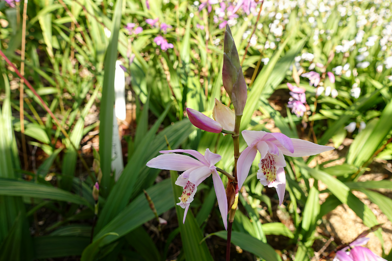 Bletilla striata 'Penway Brigantes' con foglie variegate e fiori viola-rosati in un giardino ombreggiato.