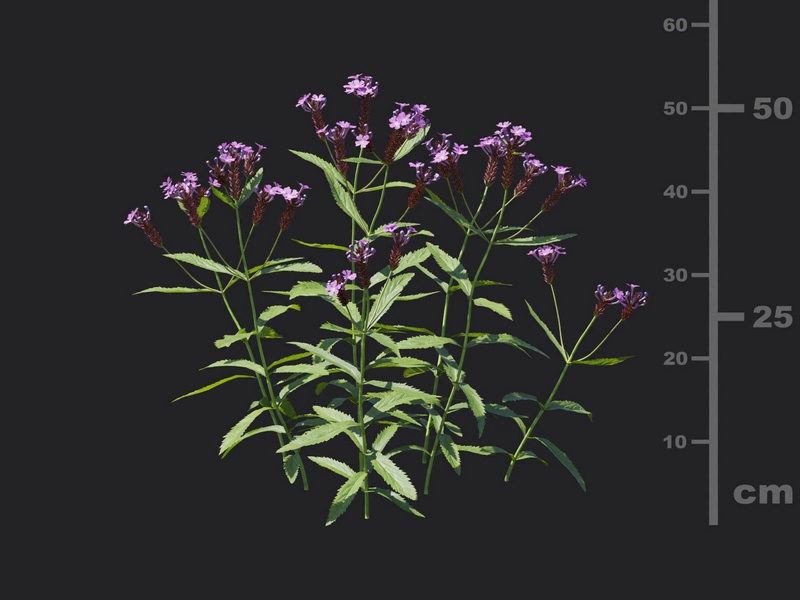 Maxtree - Plant Models Vol.116