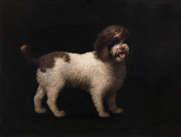 Water Spaniel 1769