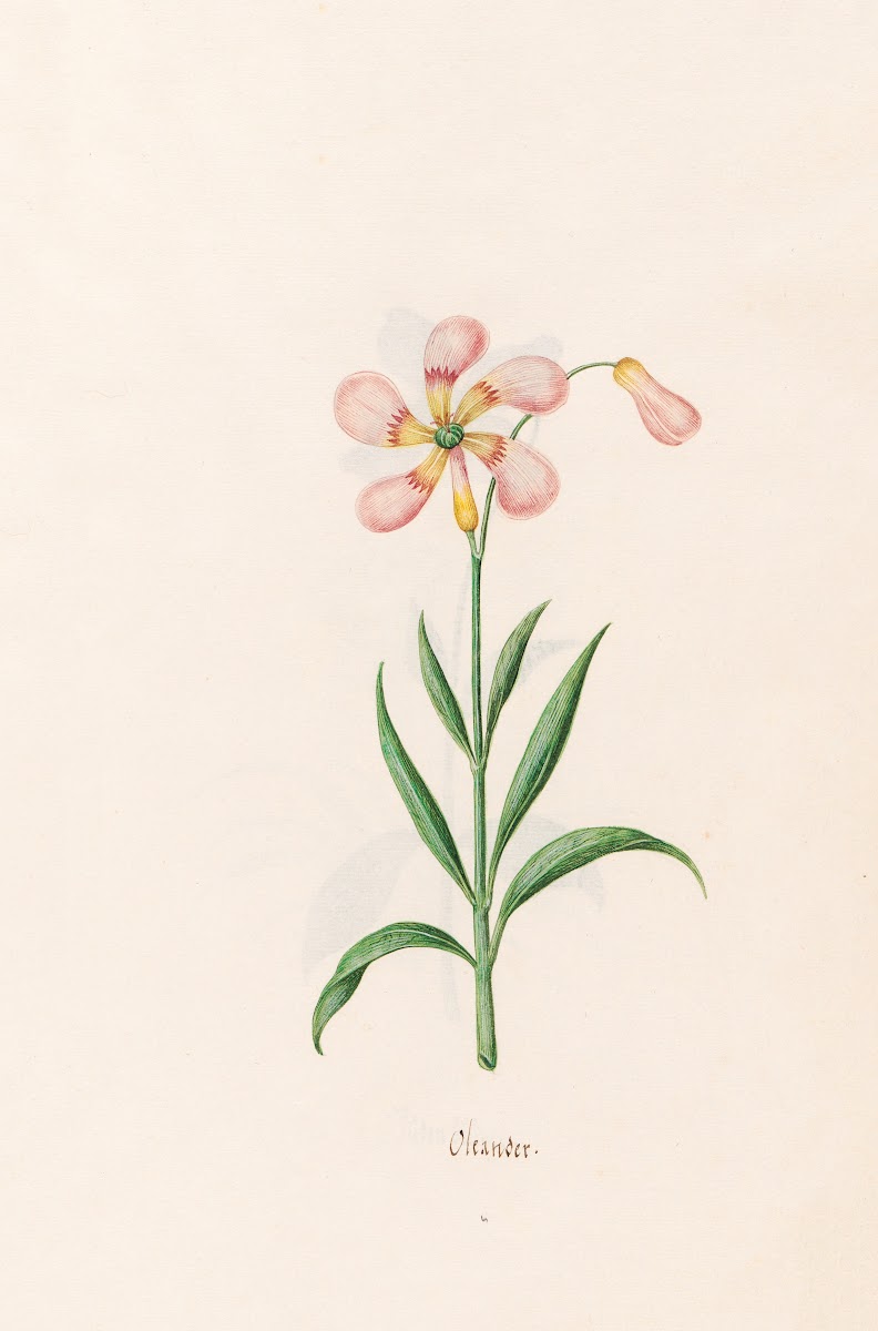 Oleander 1692