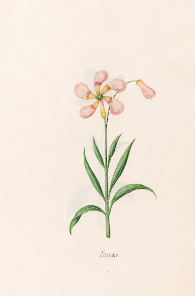 Oleander 1692