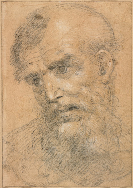 Head of a Bearded Man 1525 1544
