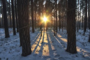 Winter Forest Wallpaper