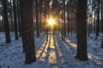 Winter Forest Wallpaper