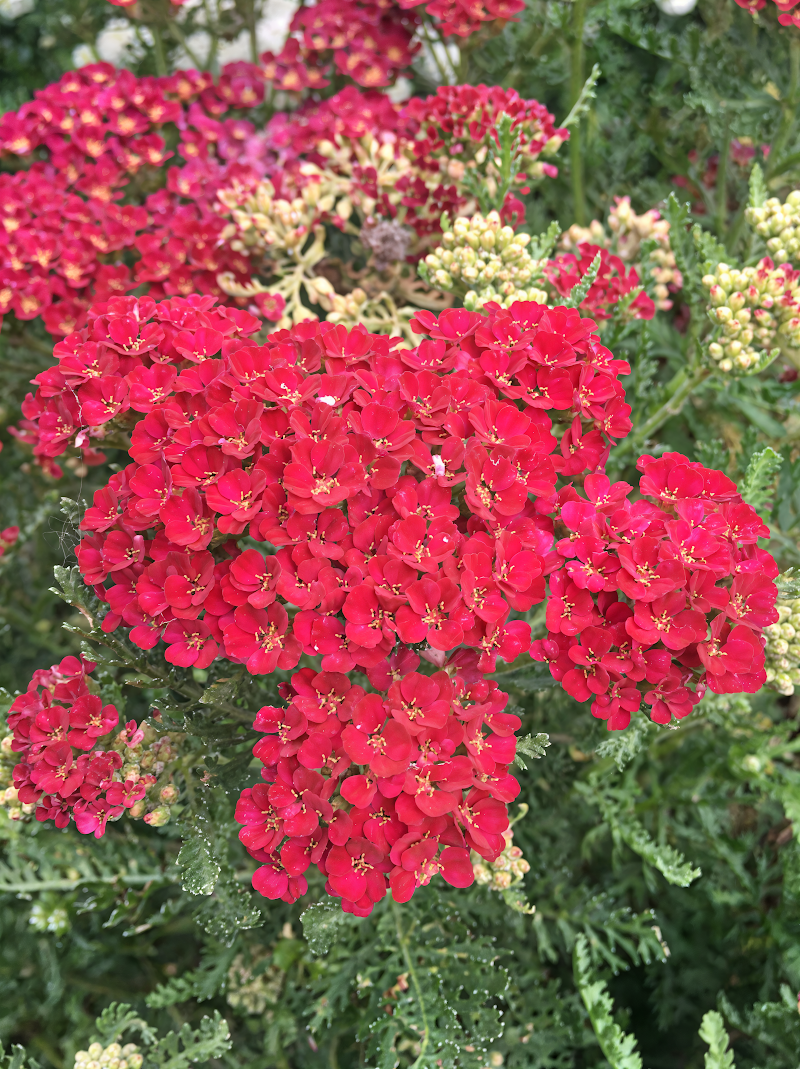 Achillea millefolium Tutti Frutti Pomegranate in piena fioritura, colori vivaci nel giardino