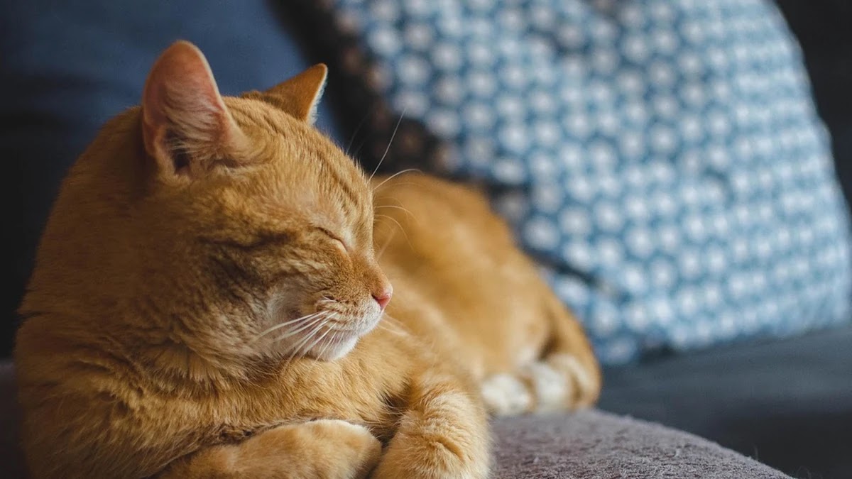 펫보험 가입 시 보험료 절약을 위한 맞춤형 상품 선택 기준