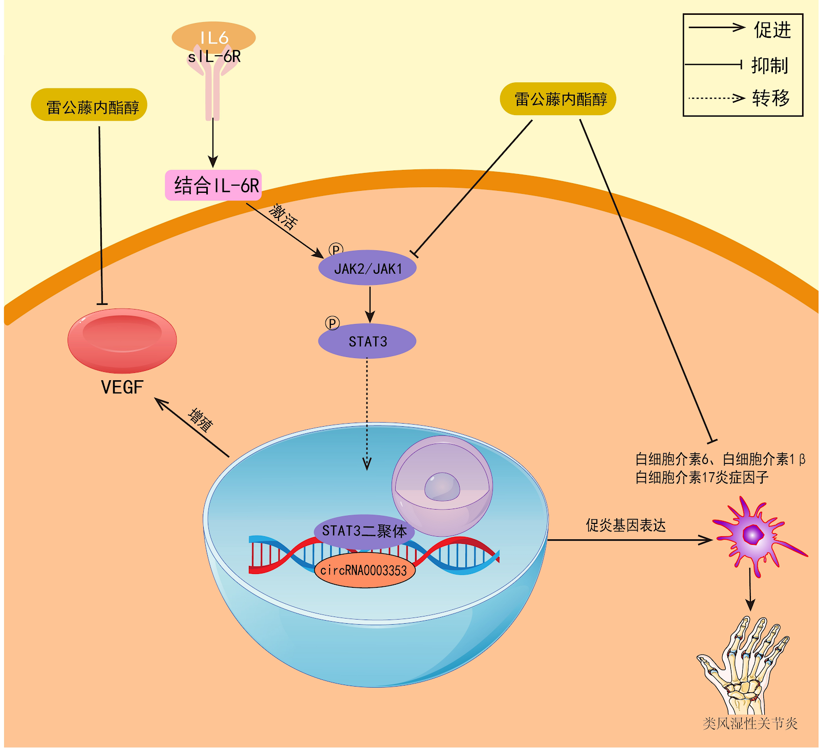 Molecular mechanisms of active compounds from Tripterygium wilfordii in prevention and treatment of rheumatoid arthritis
