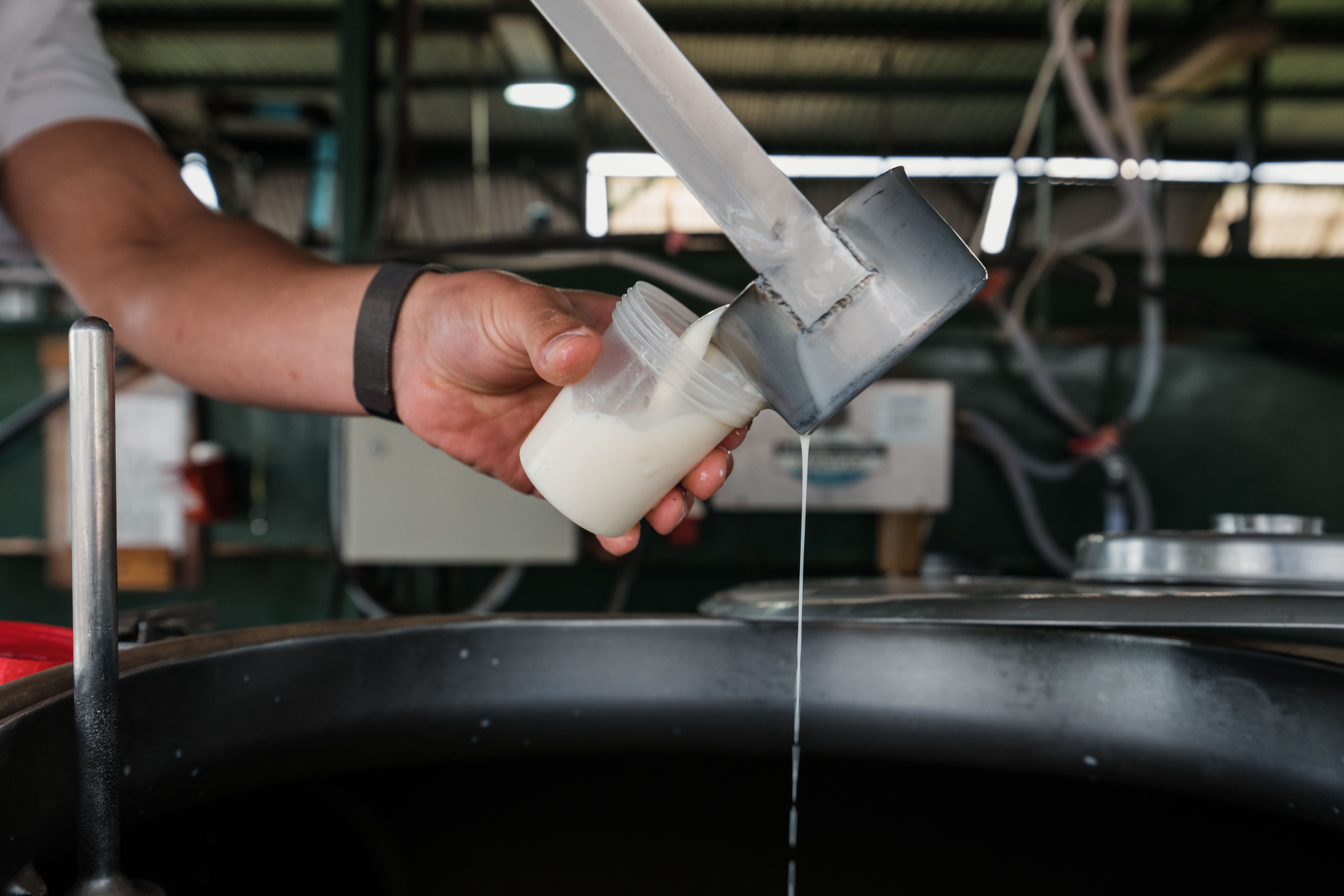 Leche recién ordeñada en el tambo