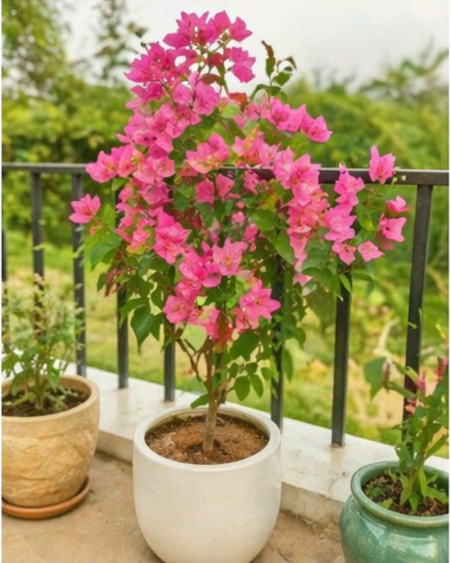 Imported Skyline Bougainvillea Plant — view 3