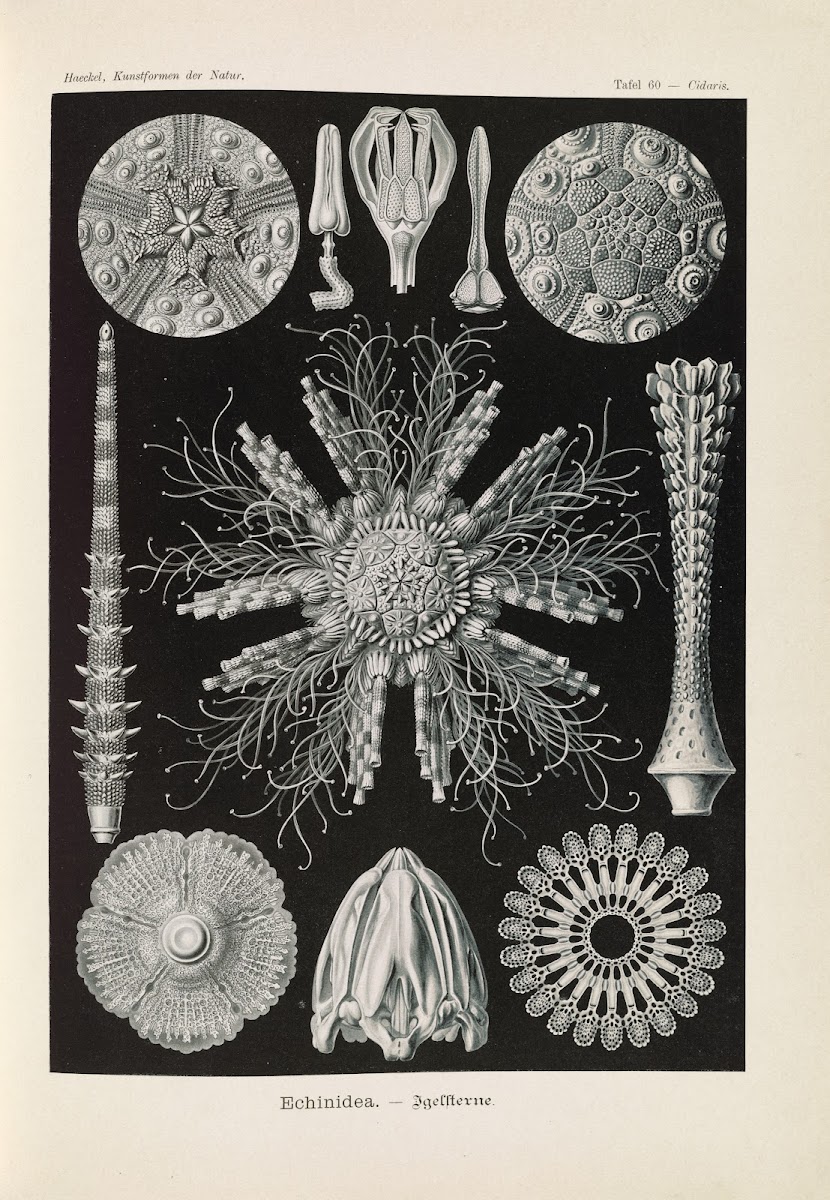 Echinidea  Igelsterne 1904