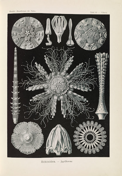 Echinidea  Igelsterne 1904