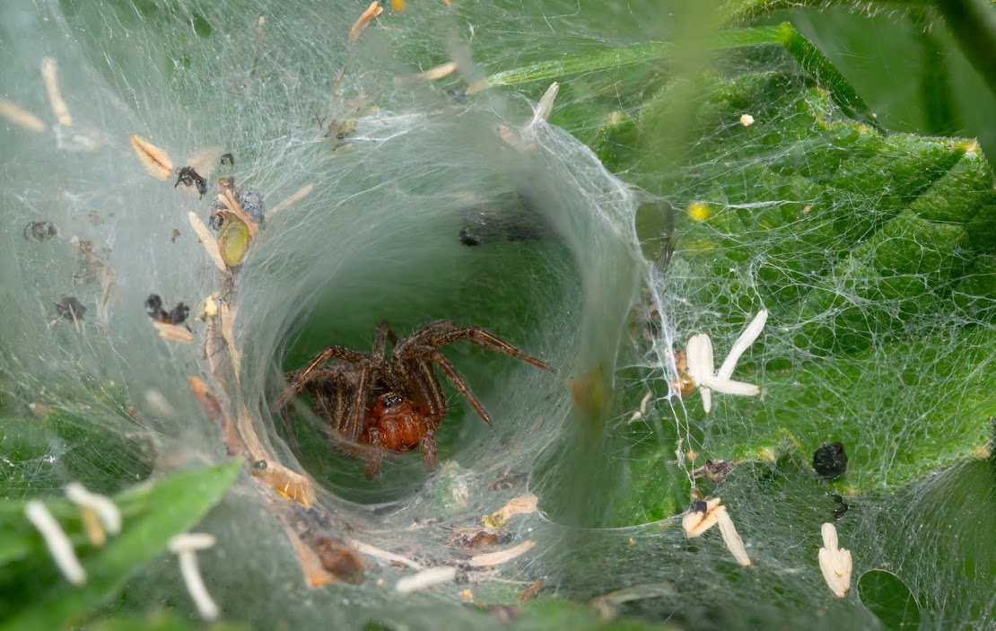 Agelena labyrinthica