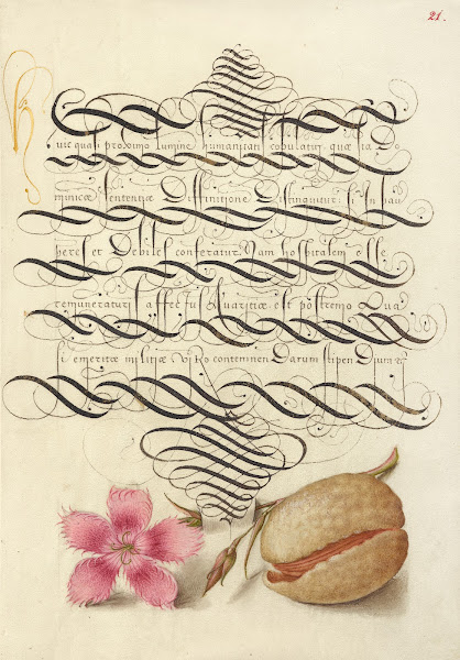 Dianthus and Almond 15611596
