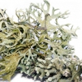 Oak moss (oak moss)