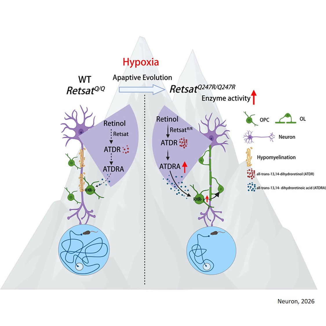 A gain-of-function Retsat variant from high-altitude adaptation promotes myelination via a neuronal dihydroretinoic acid-RXR-γ pathway