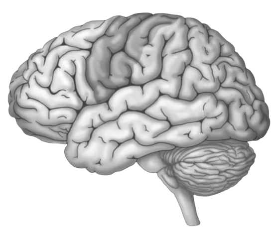 Brain image