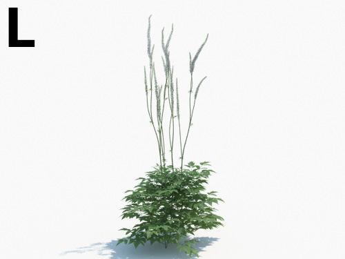 Maxtree - Plant Models Vol.3