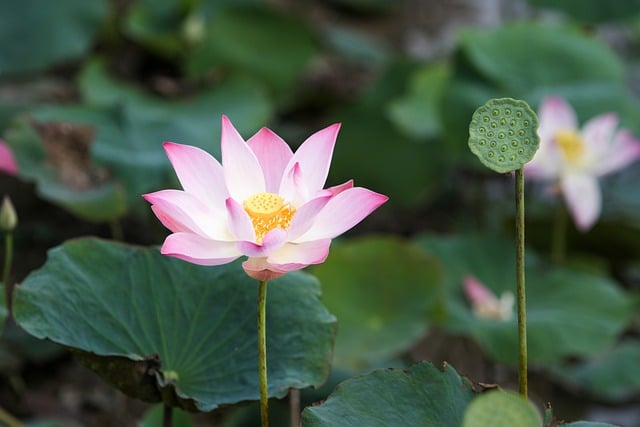 Bật Mí Các Loài Hoa Tượng Trưng Cho Đàn Ông Theo Tính Cách