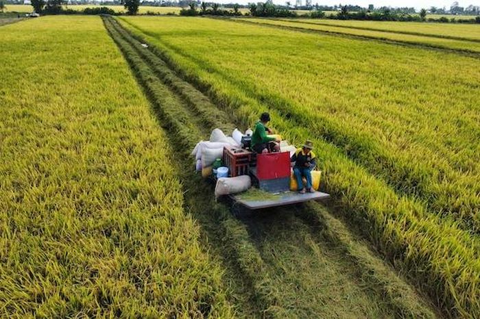 Gặt xong chưa chắc có lời, nông dân lo lỗ giữa mùa vàng - Chuyên trang Sài Gòn Tiếp Thị - Tạp chí Kinh tế Sài Gòn