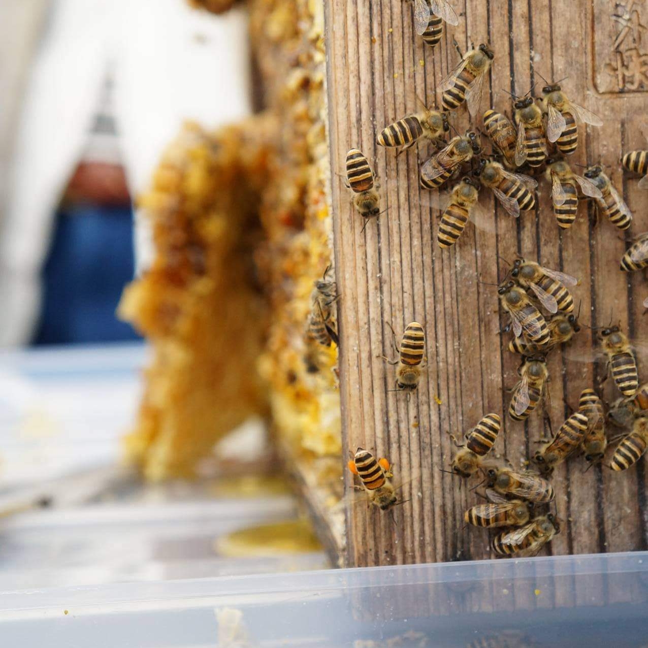 さといろ本舗の画像