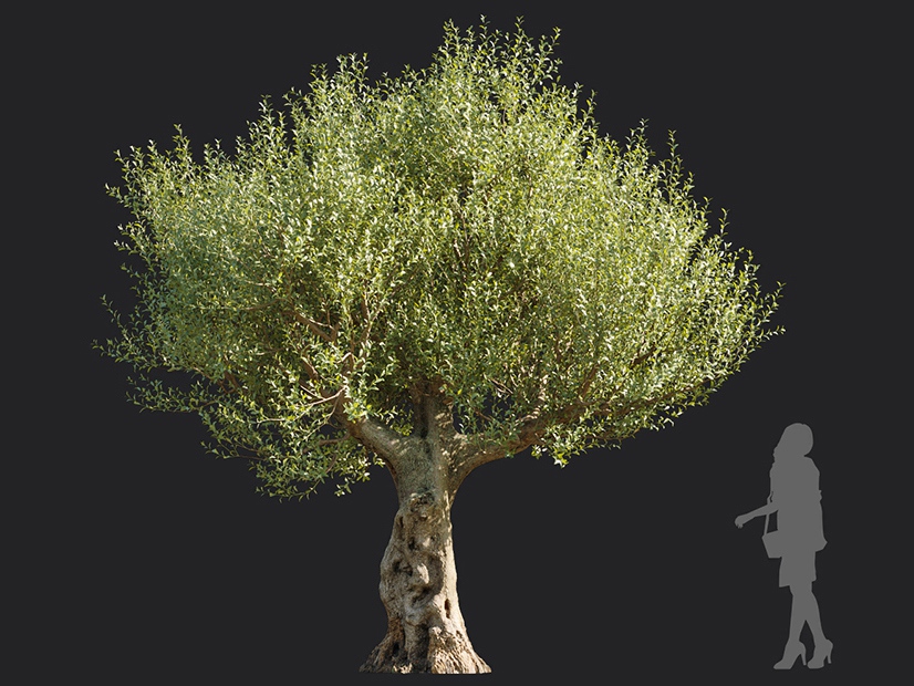 Maxtree - Plant Models Vol.113