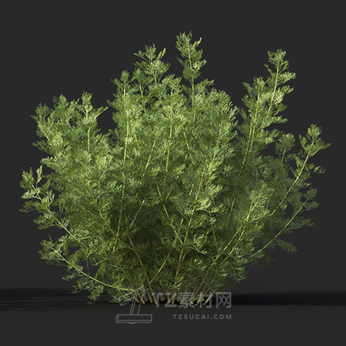 Maxtree - Plant Models Vol.60