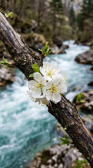 White Flowers on Branch Overlooking a Rushing River - Free mobile Wallpaper
