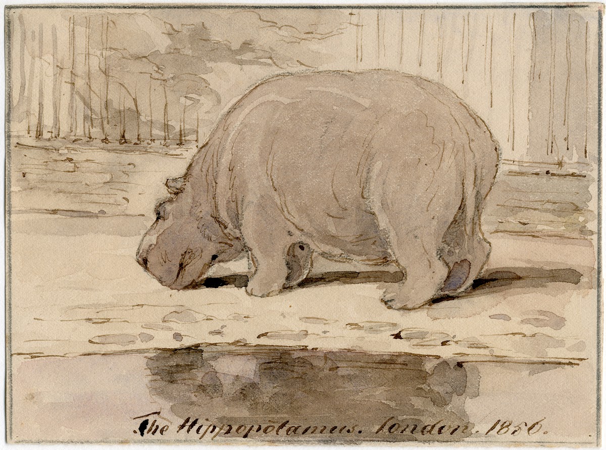 Het nijlpaard in de Engelse dierentuin