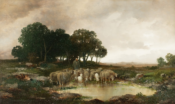Sheep in rainy landscape